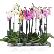 Phalaenopsis